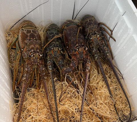 Lobster