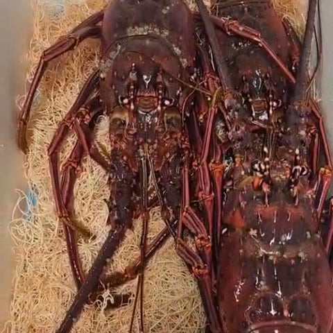 Live Lobster