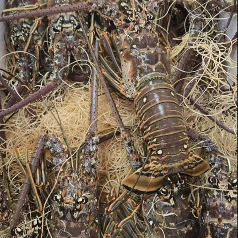 Live Lobster