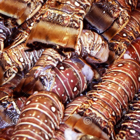 Lobster Tail