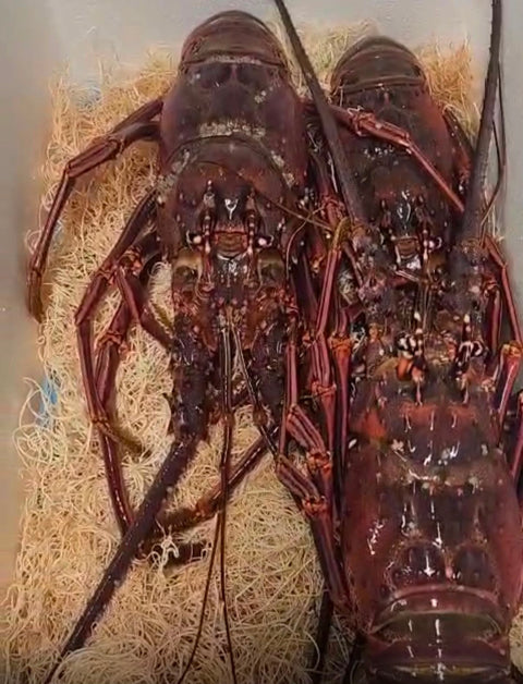 Lobster Live